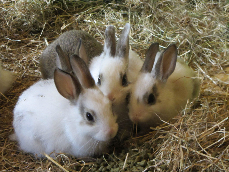 Cuáles son los problemas de salud más comunes en los conejos?