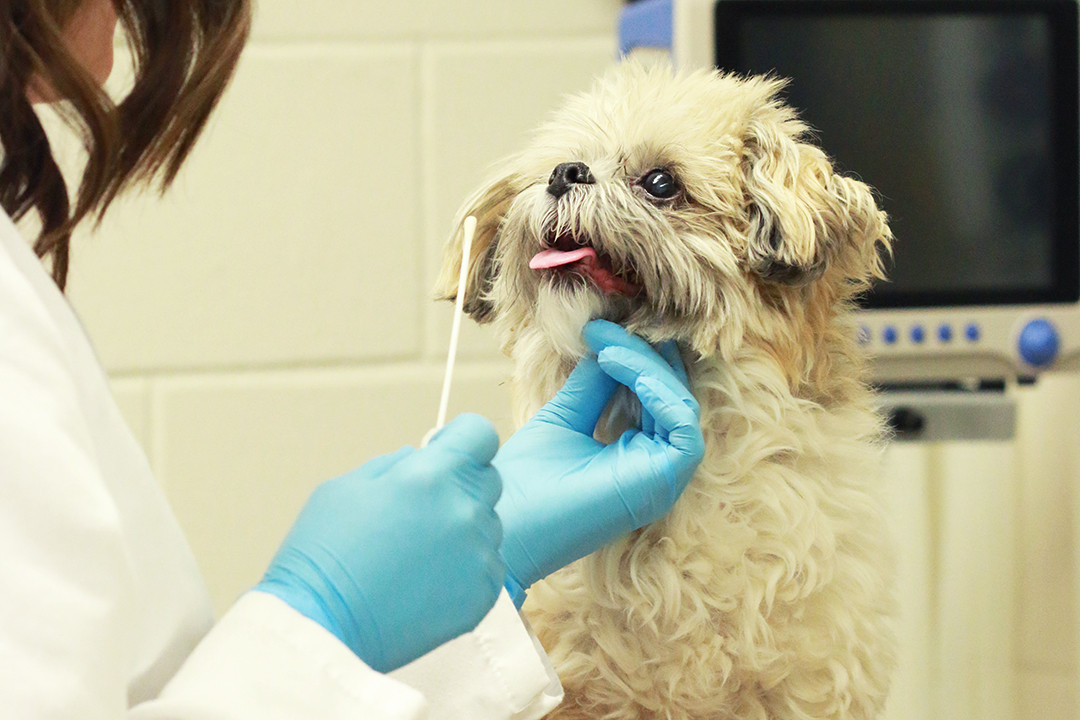 Los veterinarios de Álava podrán hacer PCR a mascotas sospechosas de COVID-19