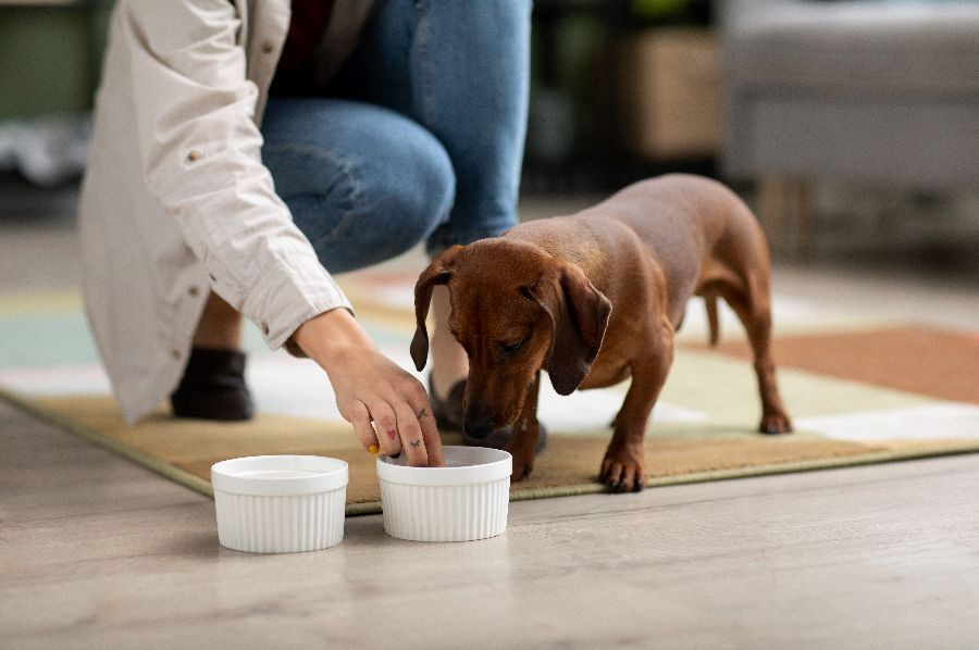 La importancia de una buena nutrición en perros con dermatitis atópica