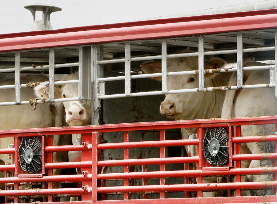 Vacas transporte