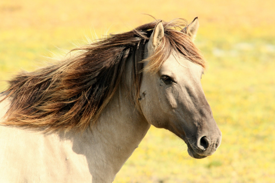 Animal horse mammal 15243