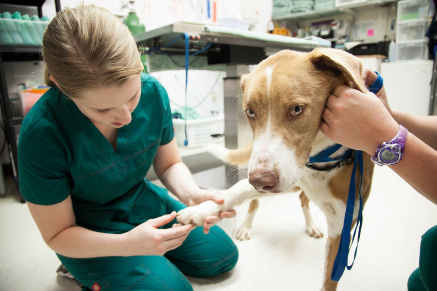 Veterinario perro clínica