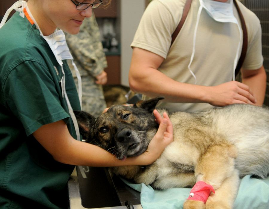 Puppy dog animal canine care medicine 1137660 pxhere