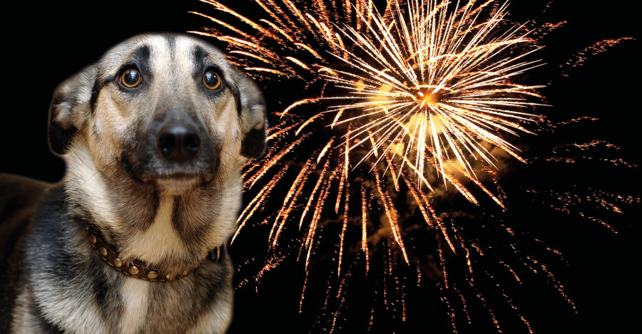 47821 firework facebook dog image 450x235 pixels v2