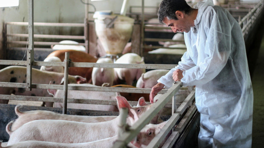 Vet with pigs 741803941 1200px