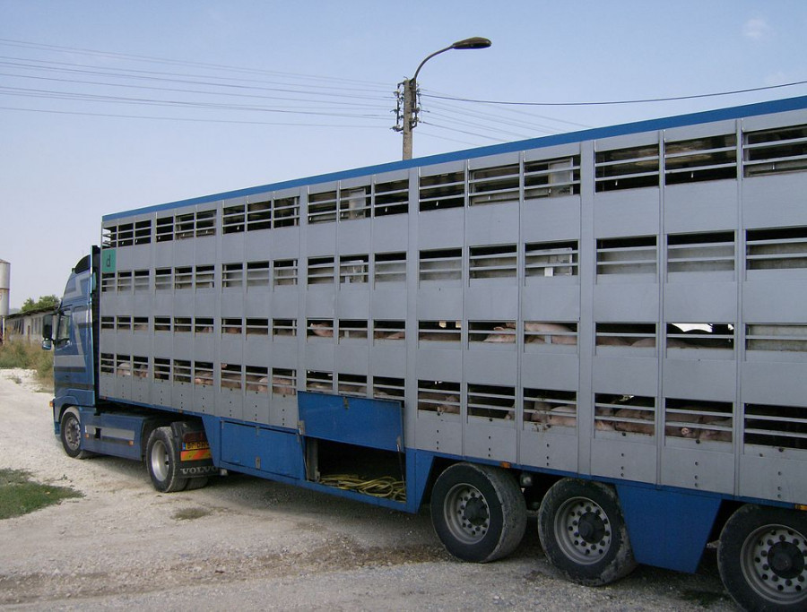 Animal transport 1 (1)