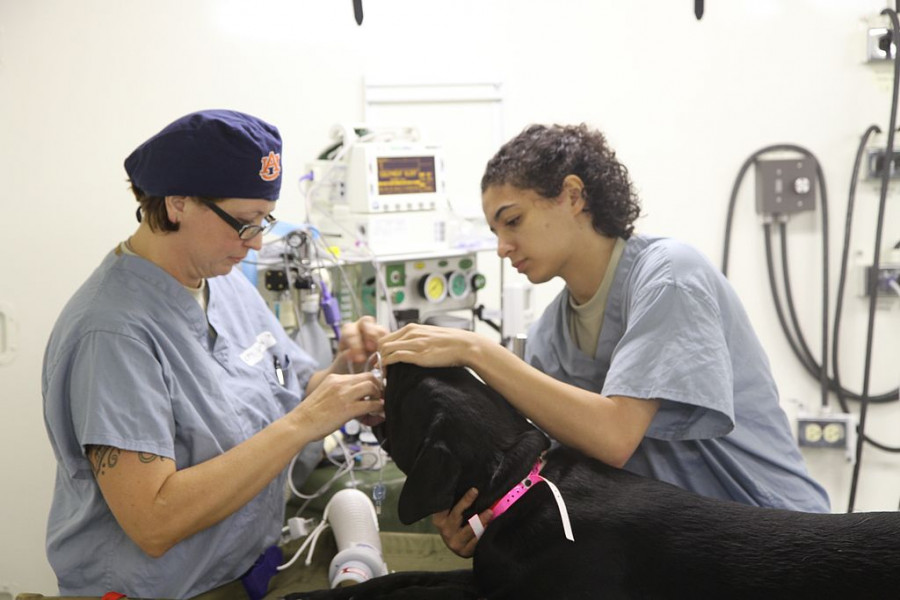 Service members prepare a dog to receive veterinary services at IRT in Norwich, N.Y. 150714 A HR431 002