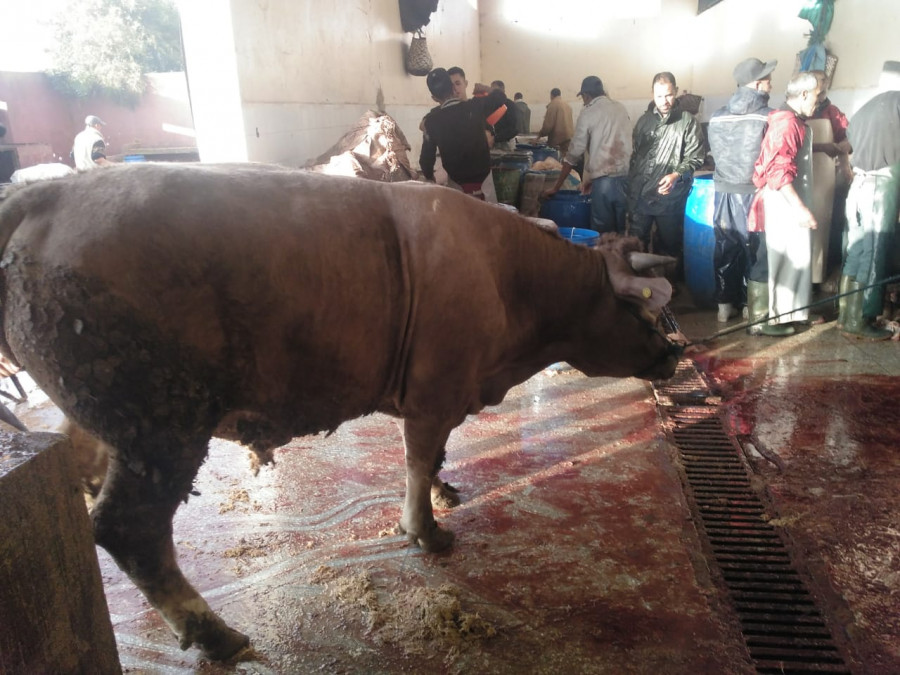 2019 03 30 MA Mers El Kher slaugherhouse slaughter of bulls 2