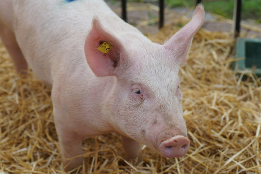 Pig domestic pig pig like mammal fauna snout pig's ear 1449601 pxhere