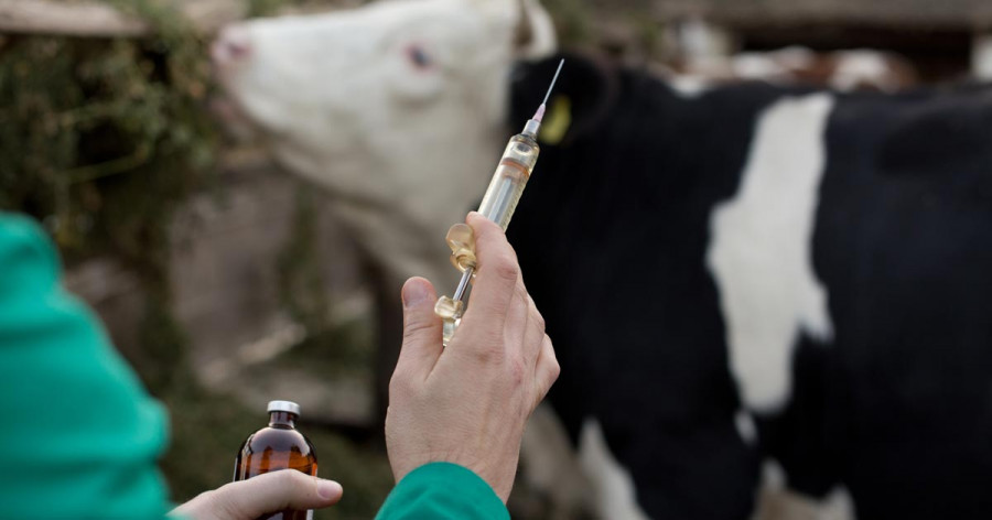 Cow injection vet AdobeStock Budimir Jevtic