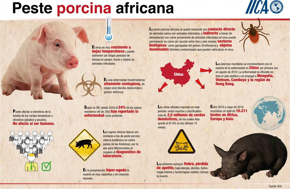 Infografia peste porcina