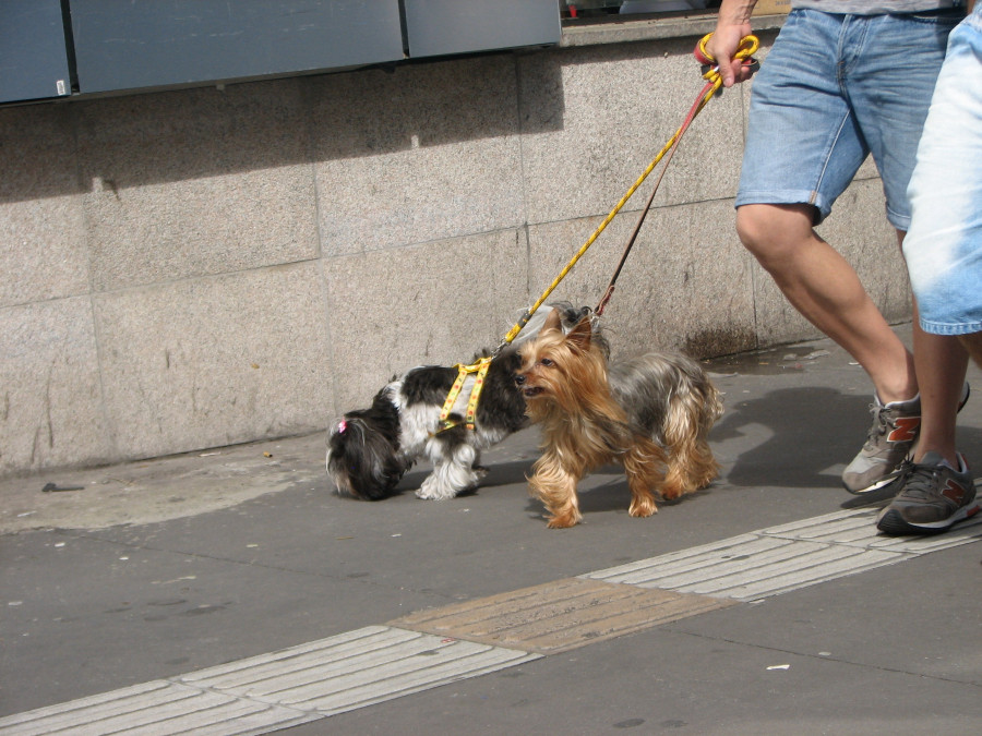 Dog dogs dogwalk 1766952