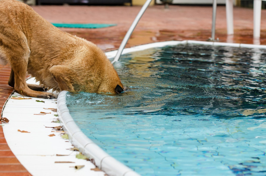 Water dog summer pool underwater mammal 1076668 pxhere