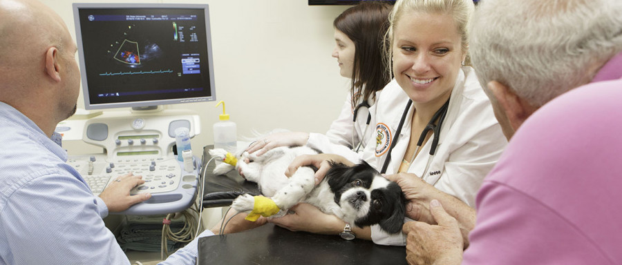 Banner dog ultrasound