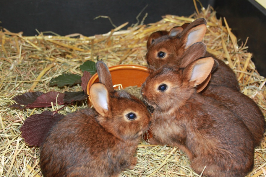 Animal brown mammal fauna rabbit family 945533 pxhere