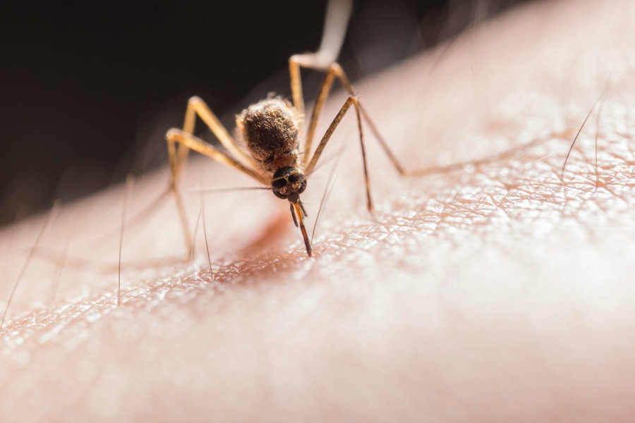Foto mosquito