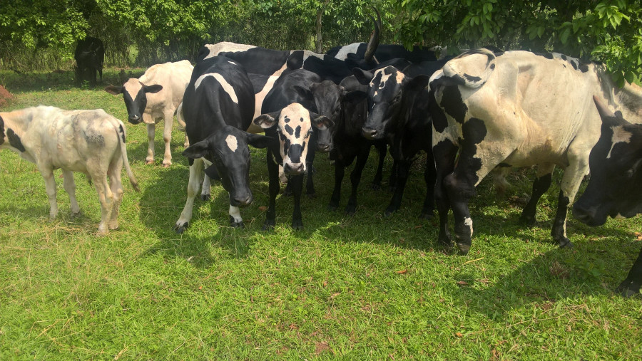 Cria de animales ganaderia vacas 893905