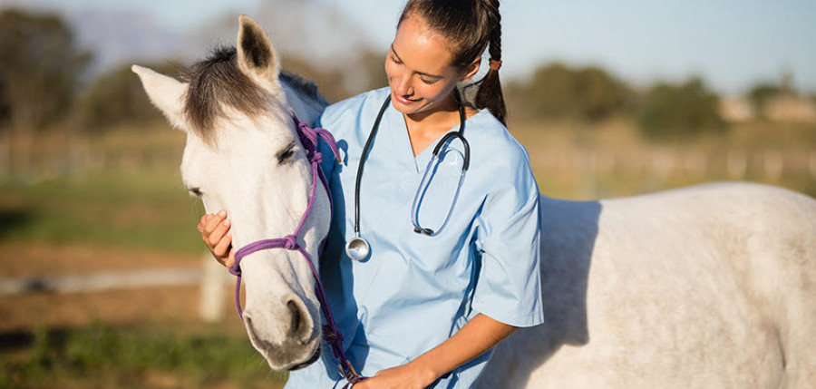 Vet voice   horse   veterinarian