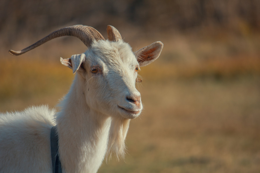 Goat kid animal grass dry autumn 1455955 pxhere