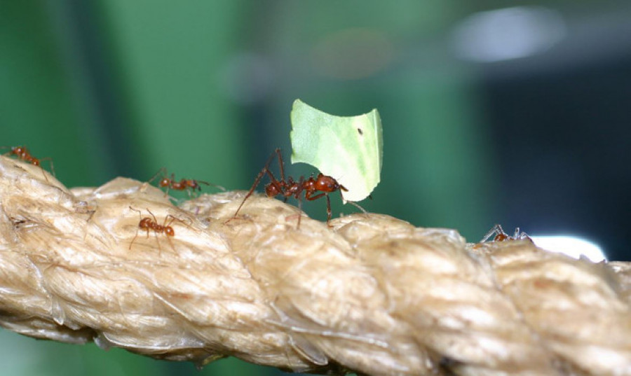 Hormigas cultivadoras de hongos image671 405