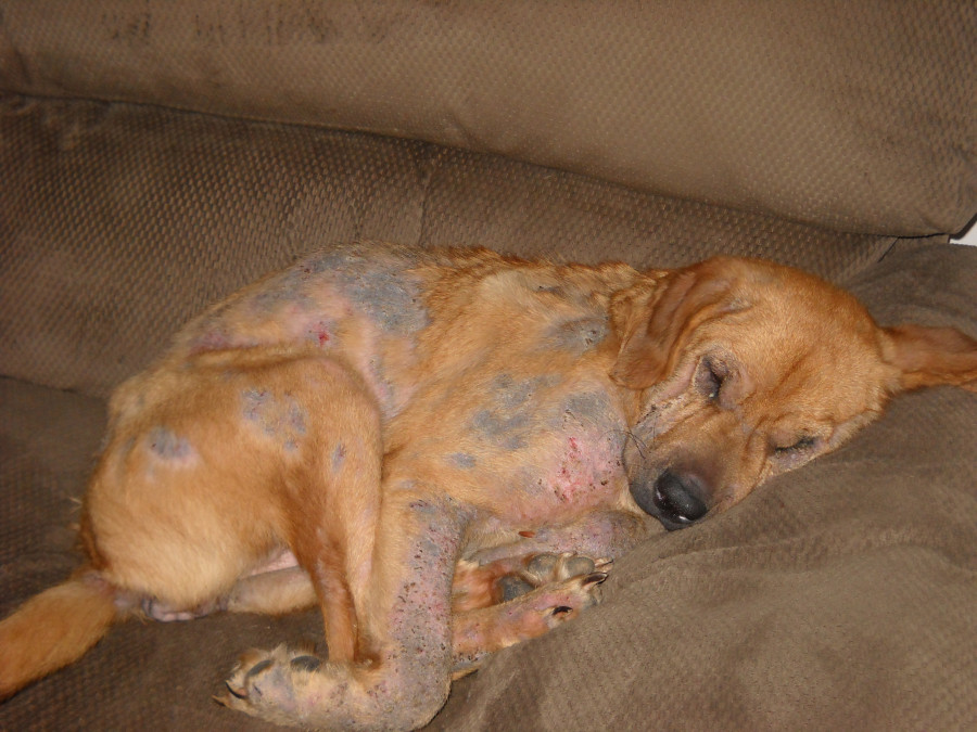 Demodectic mange in a dog