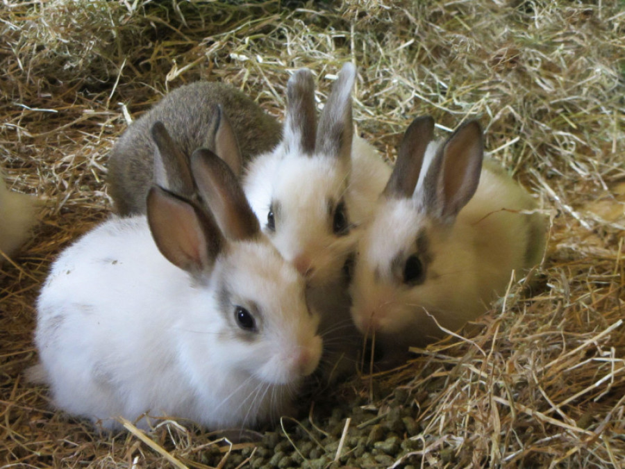 Bunnies in hay