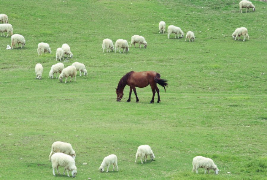Horses field