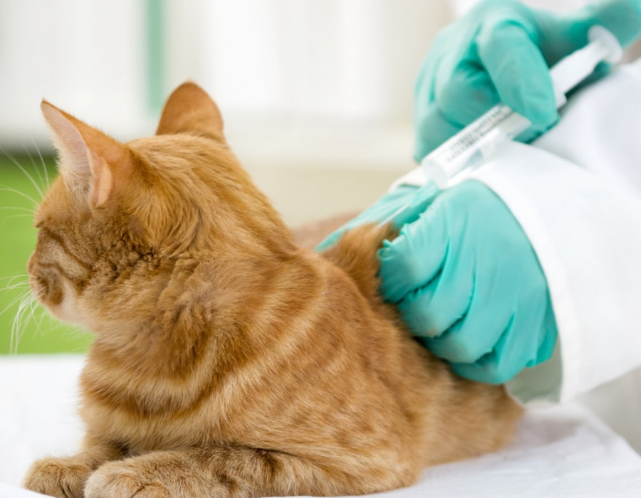 Veterinary giving vaccine to the cat picture id451819943