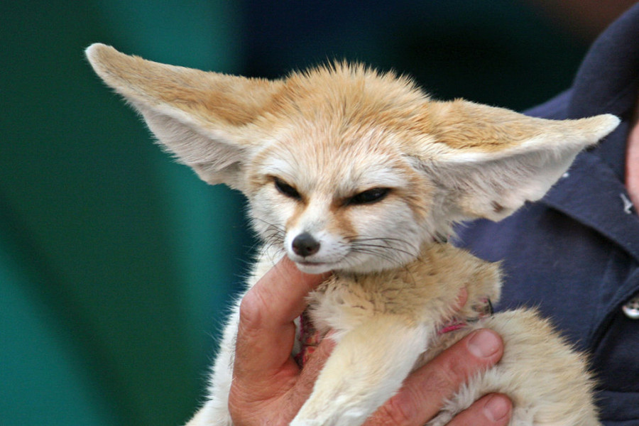 1024px 10 Month Old Fennec Fox