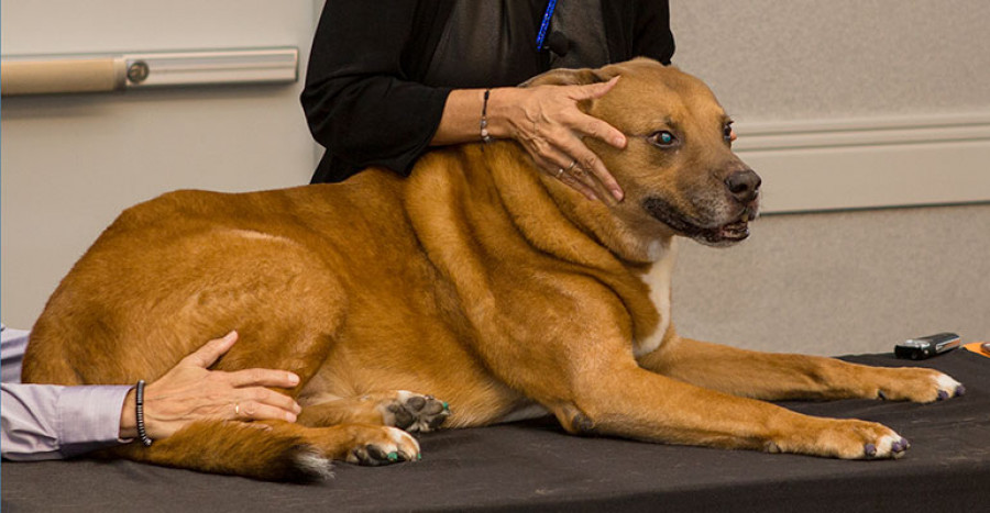Canine craniosacral therapy