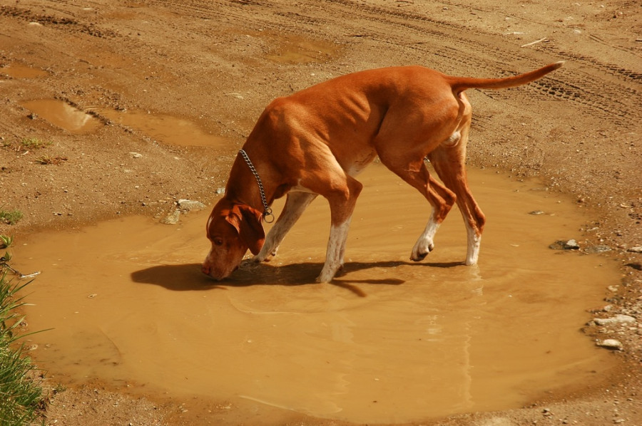 Water sand dog animal pet puddle 1041108 pxhere
