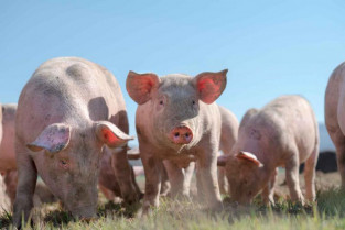 En 2023 se registró el mayor número de brotes de peste porcina africana desde 2014 en cerdos en Europa