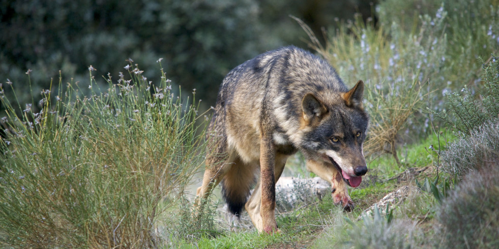Uso de métodos de captura-recaptura para estimar la densidad poblacional del lobo