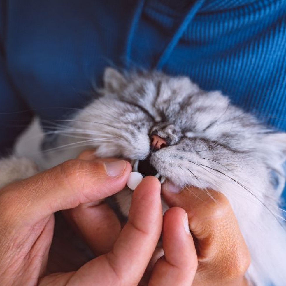 Consejos para administrar medicación a los gatos