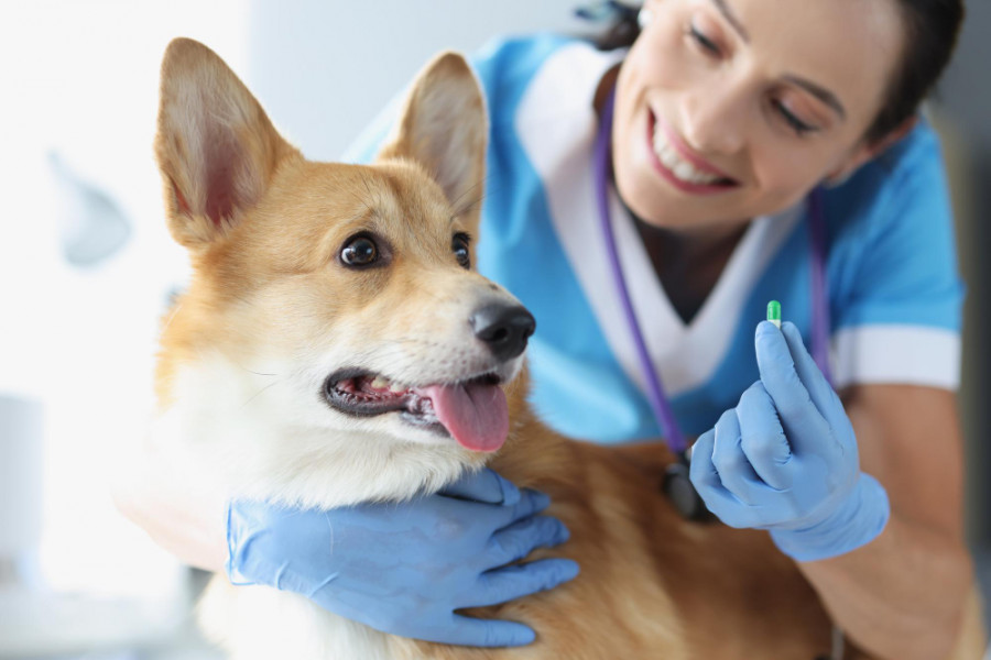 Perro veterinaria pastilla