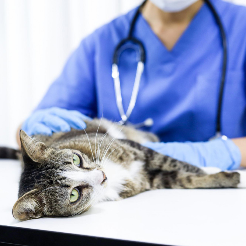 Estudian un nuevo marcador asociado entre la enfermedad renal y la hipertensión felina