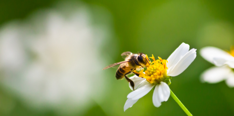 Descubren una nueva forma en la que los insecticidas afectan a la salud de las abejas