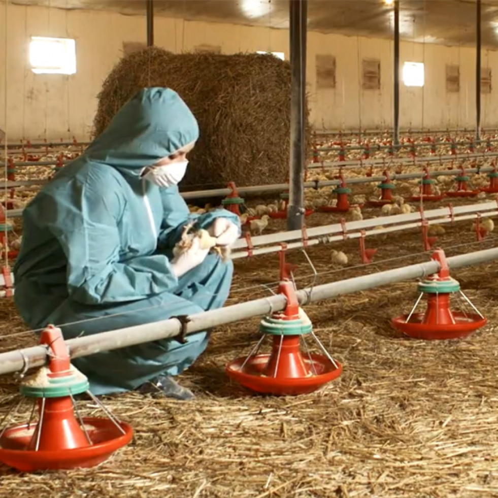 Reino Unido detecta gripe aviar en dos nuevos trabajadores expuestos a aves