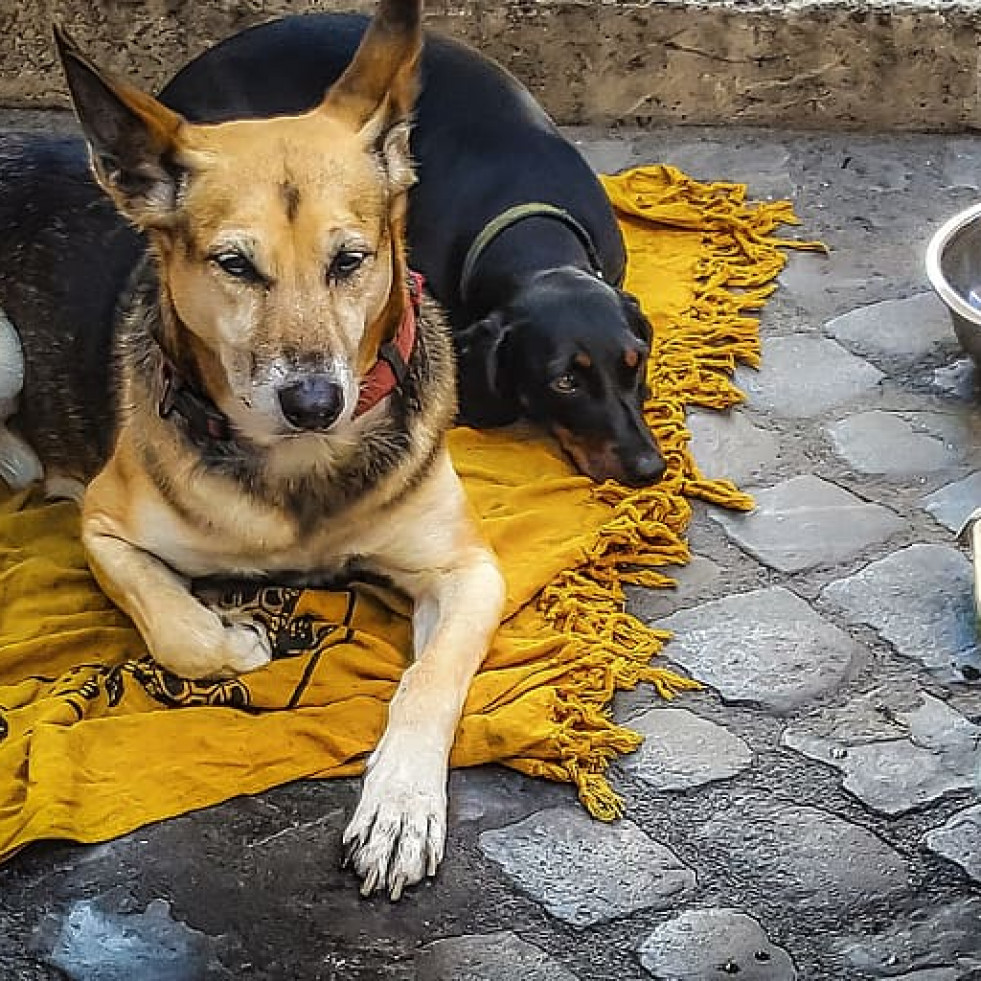 Ofrecen asistencia veterinaria gratuita a los animales de personas en situación de vulnerabilidad de España