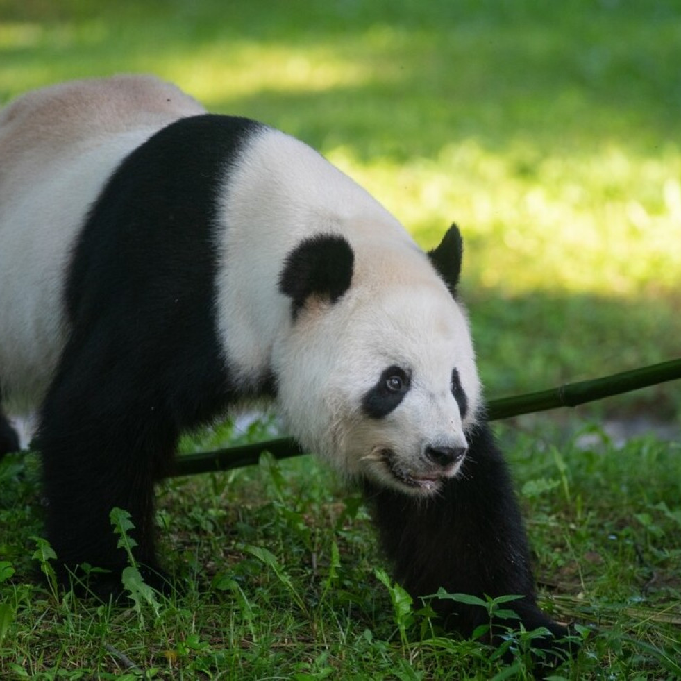 La ciencia detrás del cuidado veterinario del panda gigante