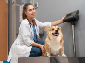 Exploran en España la utilidad de un nuevo biomarcador para diagnosticar la obesidad canina