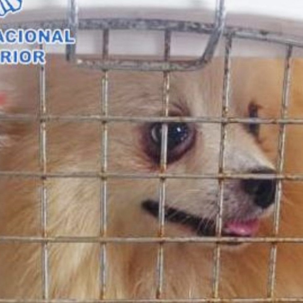 Desarticulan un criadero ilegal de perros gracias a la colaboración de los veterinarios peritos de Málaga