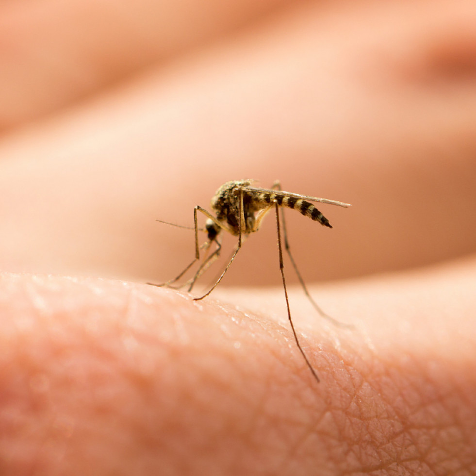 ¿Por qué pican los mosquitos a las personas?