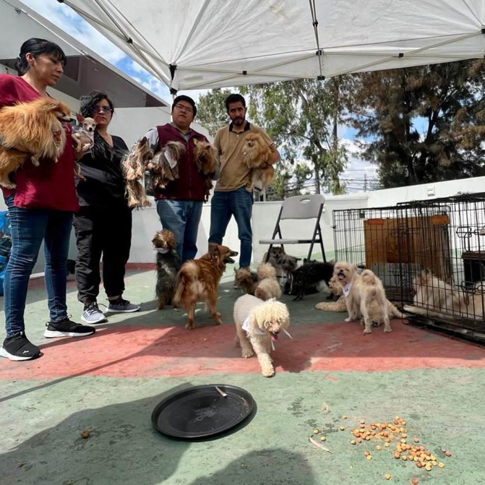 Rescatan 31 perros de un criadero clandestino en Ecatepec