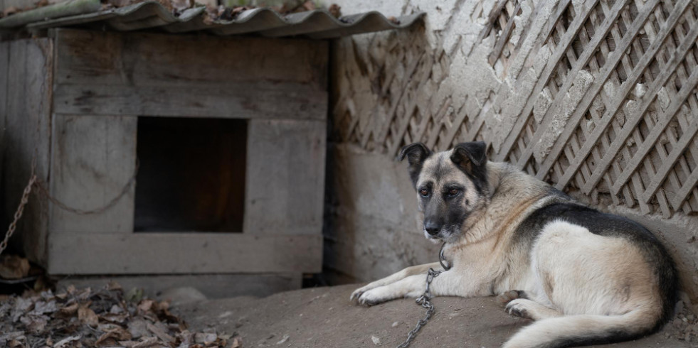 Analizan la evolución del maltrato animal en perros de España en los últimos años