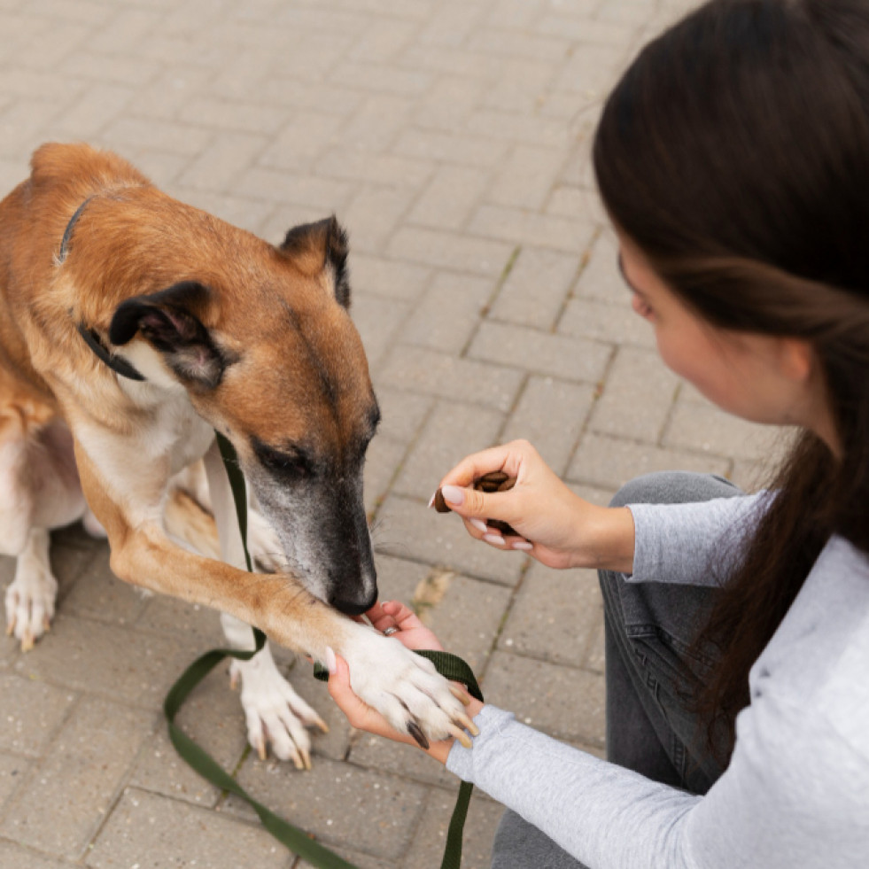 Desaconsejan el uso de collares eléctricos en perros, “su mal uso o abuso resulta demasiado probable”
