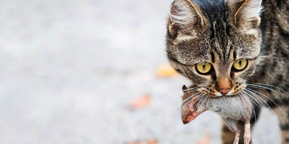 ¿Por qué los gatos traen animales muertos?