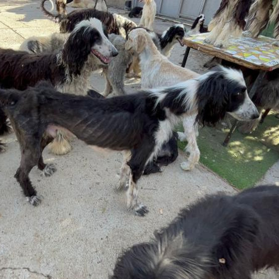 Intervienen un criadero ilegal en Tenerife y rescatan a 54 perros y 11 gatos