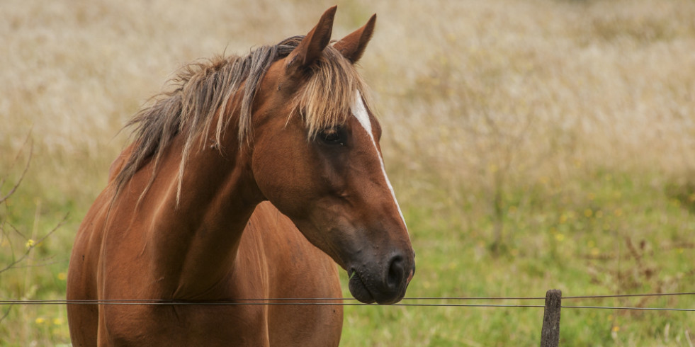Detectan el primer caso de fiebre del Nilo Occidental en un caballo en la provincia de Málaga