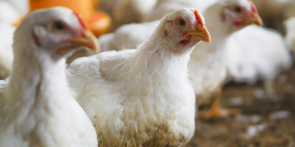 Una modificación genética hace que los pollos sean más resistentes a la gripe aviar
